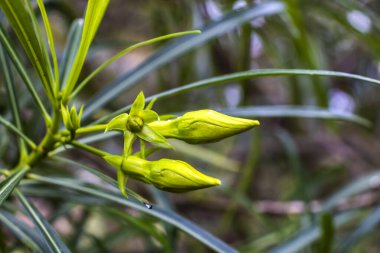 Cascabela Thevetia, Meksika 'da ve Orta Amerika' da yetişen zehirli bir bitkidir. Süslü bir bitki olarak yetiştirilmiştir.