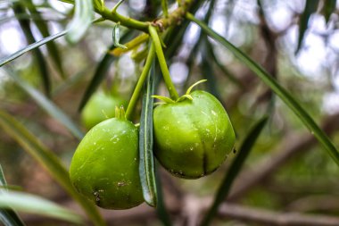 Fruit of the Cascabela thevetia is a poisonous plant native throughout Mexico and in Central America, and cultivated widely as an ornamental em um jardim no Brasil clipart