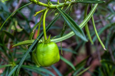 Fruit of the Cascabela thevetia is a poisonous plant native throughout Mexico and in Central America, and cultivated widely as an ornamental em um jardim no Brasil clipart