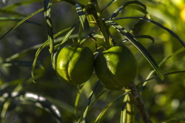 Fruit of the Cascabela thevetia is a poisonous plant native throughout Mexico and in Central America, and cultivated widely as an ornamental em um jardim no Brasil clipart