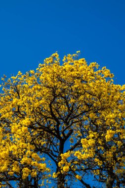 Sarı Ip Handroanthus albusu Brezilya 'da bir meydanda çiçek açıyor