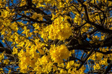 Sarı Ip, Handroanthus albus Brezilya 'da bir meydanda çiçek açıyor