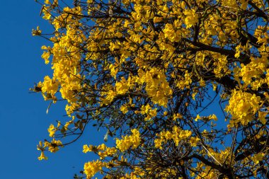 Sarı Ip, Handroanthus albus Brezilya 'da bir meydanda çiçek açıyor