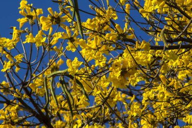 Sarı Ip, Handroanthus albus Brezilya 'da bir meydanda çiçek açıyor