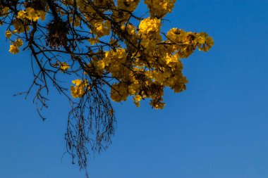 Yellow Ip Handroanthus albus flowering in a square in Brazil clipart