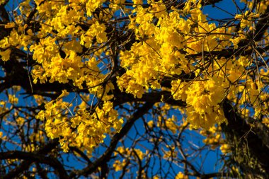 Sarı Ip Handroanthus albusu Brezilya 'da bir meydanda çiçek açıyor