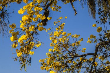 Sarı Ip, Handroanthus albusu, Brezilya 'da bir meydanda çiçek açıyor.