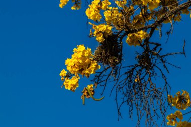Sarı Ip Handroanthus albusu Brezilya 'da bir meydanda çiçek açıyor