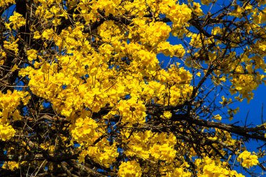 Sarı Ip Handroanthus albusu Brezilya 'da bir meydanda çiçek açıyor