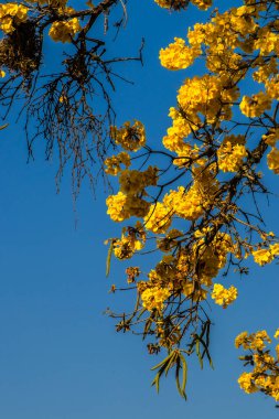 Sarı Ip Handroanthus albusu Brezilya 'da bir meydanda çiçek açıyor