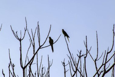 Maritacas (Pionus) veya Brezilya papağanları Brezilya 'da kuru bir ağaca kondular.