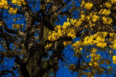 Yellow Ip  Handroanthus albus flowering in a square in Brazil clipart