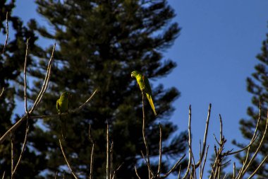 Maritacas (Pionus) veya Brezilya papağanları Brezilya 'da kuru bir ağaca kondular.