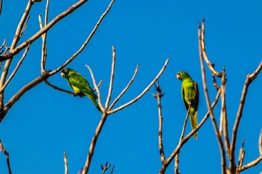 Maritacas (Pionus) veya Brezilya papağanları Brezilya 'da kuru bir ağaca kondular.