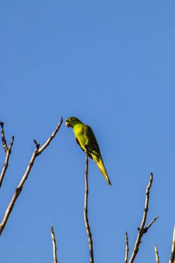 Maritacas (Pionus) veya Brezilya papağanları Brezilya 'da kuru bir ağaca kondular.