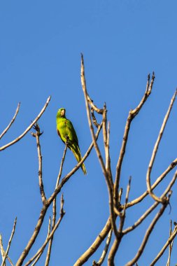 Maritacas (Pionus) veya Brezilya papağanları Brezilya 'da kuru bir ağaca kondular.