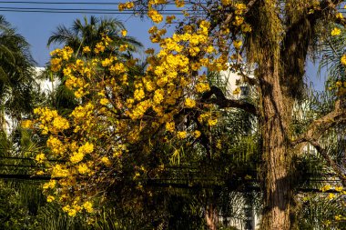 Yellow Ip Handroanthus albus flowering in a square in Brazil clipart