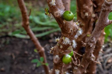 Jabuticaba meyveleri Brezilya 'da bir meyve bahçesindeki bir jabuticaba ağacının gövdesinde yetişir.