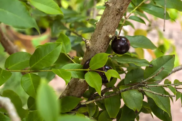 Jabuticaba meyveleri Brezilya 'da bir meyve bahçesindeki bir jabuticaba ağacının gövdesinde yetişir.