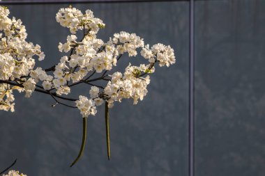 Brezilya 'da seçici odaklı Ipes beyaz ağaç çiçek koruluğu