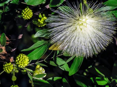 Calliandra hematocephala cv alba, göz alıcı çiçekleri ve yemyeşil yapraklarıyla, Brezilya 'da tropikal bir bahçede