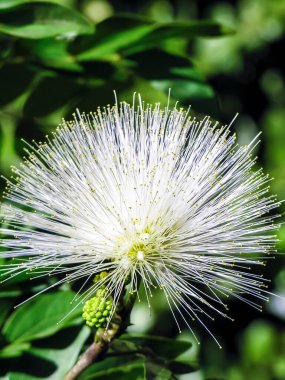 Calliandra haematocephala cv alba, with its eye-catching flowers and lush foliage, in a tropical garden in Brazil clipart