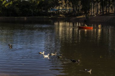 Marilia, Sao Paulo, Brezilya, 28 Haziran 2023. Bir kamu temizlik çalışanı, Marilia şehrindeki bir gölden çöp toplayan bir tekneyle çalışıyor.