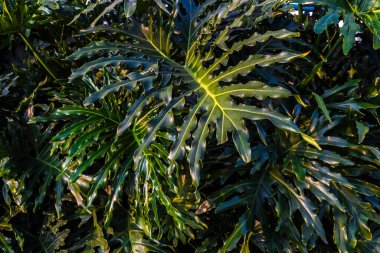 Thaumatophyllum bipinnatifidum, bölünmüş yapraklı filodendron, dantelli ağaç filodendronu, selloum, at başlı filodendron, Brezilya tropik bahçesinde