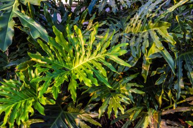 Thaumatophyllum bipinnatifidum, bölünmüş yapraklı filodendron, dantelli ağaç filodendronu, selloum, at başlı filodendron, Brezilya tropik bahçesinde