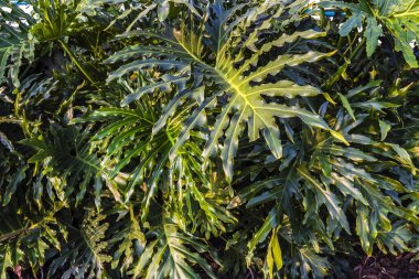 Thaumatophyllum bipinnatifidum, bölünmüş yapraklı filodendron, dantelli ağaç filodendronu, selloum, at başlı filodendron, Brezilya tropik bahçesinde