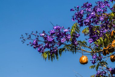 Jacaranda mimosifolia ağacı çiçek açtı. Mor çiçekler Brezilya 'da çıplak dalları süslüyor