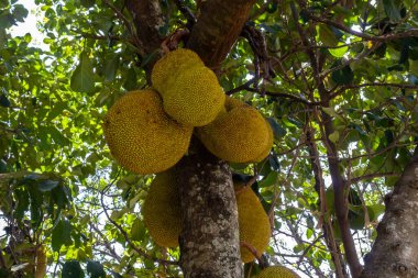 Brezilya 'da tropik meyve bahçesinde ağaçlarda sallanan meyveler.