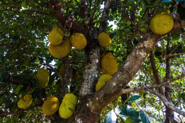 Brezilya 'da tropik meyve bahçesinde ağaçlarda sallanan meyveler.