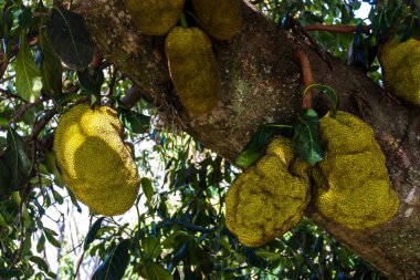 Brezilya 'da tropik meyve bahçesinde ağaçlarda sallanan meyveler.