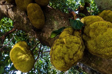 Brezilya 'da tropik meyve bahçesinde ağaçlarda sallanan meyveler.
