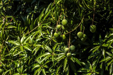 Mango, Anacardiaceae familyasından Güney ve Güneydoğu Asya 'ya özgü bir meyve ağacı olan Mangifera indica L.' nin meyvesidir. Brezilya 'da başarıyla tanıtıldı.,