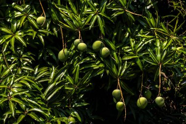 Mango, Anacardiaceae familyasından Güney ve Güneydoğu Asya 'ya özgü bir meyve ağacı olan Mangifera indica L.' nin meyvesidir. Brezilya 'da başarıyla tanıtıldı.,