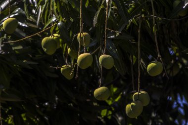 Mango, Anacardiaceae familyasından Güney ve Güneydoğu Asya 'ya özgü bir meyve ağacı olan Mangifera indica L.' nin meyvesidir. Brezilya 'da başarıyla tanıtıldı.,