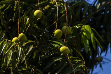 Mango, Anacardiaceae familyasından Güney ve Güneydoğu Asya 'ya özgü bir meyve ağacı olan Mangifera indica L.' nin meyvesidir. Brezilya 'da başarıyla tanıtıldı.,