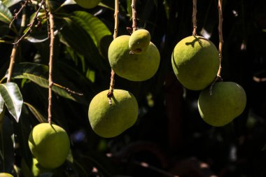 Mango, Anacardiaceae familyasından Güney ve Güneydoğu Asya 'ya özgü bir meyve ağacı olan Mangifera indica L.' nin meyvesidir. Brezilya 'da başarıyla tanıtıldı.,