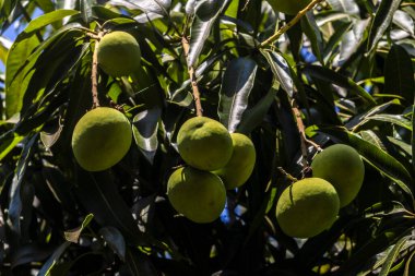 Mango, Anacardiaceae familyasından Güney ve Güneydoğu Asya 'ya özgü bir meyve ağacı olan Mangifera indica L.' nin meyvesidir. Brezilya 'da başarıyla tanıtıldı.,