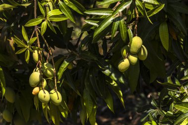 Mango, Anacardiaceae familyasından Güney ve Güneydoğu Asya 'ya özgü bir meyve ağacı olan Mangifera indica L.' nin meyvesidir. Brezilya 'da başarıyla tanıtıldı.,