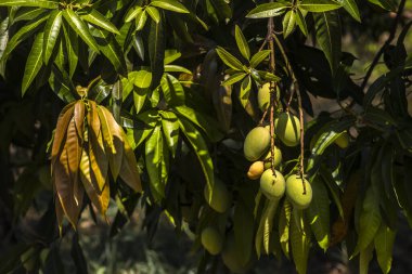 Mango, Anacardiaceae familyasından Güney ve Güneydoğu Asya 'ya özgü bir meyve ağacı olan Mangifera indica L.' nin meyvesidir. Brezilya 'da başarıyla tanıtıldı.,