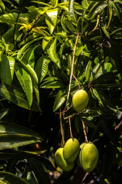 Mango, Anacardiaceae familyasından Güney ve Güneydoğu Asya 'ya özgü bir meyve ağacı olan Mangifera indica L.' nin meyvesidir. Brezilya 'da başarıyla tanıtıldı.,