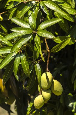 Mango, Anacardiaceae familyasından Güney ve Güneydoğu Asya 'ya özgü bir meyve ağacı olan Mangifera indica L.' nin meyvesidir. Brezilya 'da başarıyla tanıtıldı.,