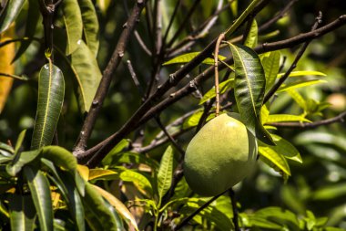 Mango, Anacardiaceae familyasından Güney ve Güneydoğu Asya 'ya özgü bir meyve ağacı olan Mangifera indica L.' nin meyvesidir. Brezilya 'da başarıyla tanıtıldı.,
