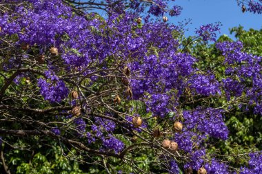 Jacaranda mimosifolia ağacı çiçek açtı. Mor çiçekler Brezilya 'da çıplak dalları süslüyor
