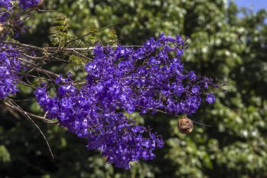 Jacaranda mimosifolia tree in bloom. Purple flowers adorn bare branches in Brazil clipart