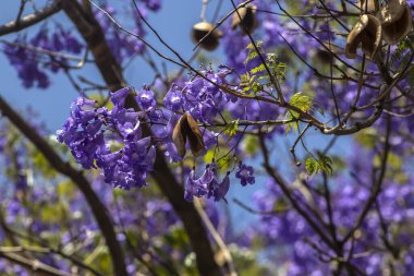 Jacaranda mimosifolia ağacı çiçek açtı. Mor çiçekler Brezilya 'da çıplak dalları süslüyor