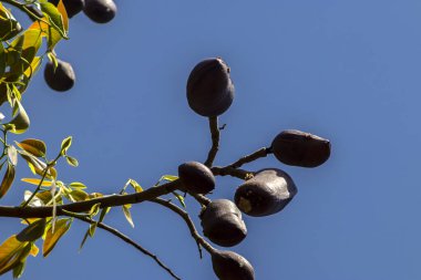 Jatoba meyveleri, Hymenaea avlusu, seçici bir odak noktası. Brezilya 'daki parkta tipik Brezilya meyveleri